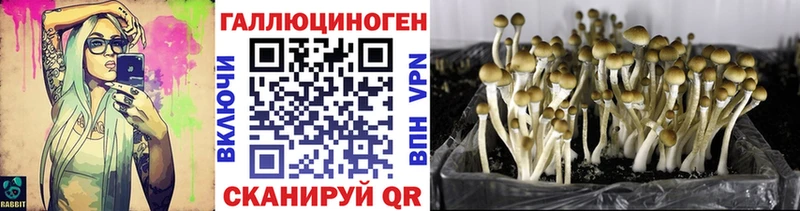 Купить  Елизаветинская  Галлюциногенные грибы Cubensis 